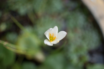 white flower