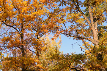 City park and golden autumn. Colorful trees.