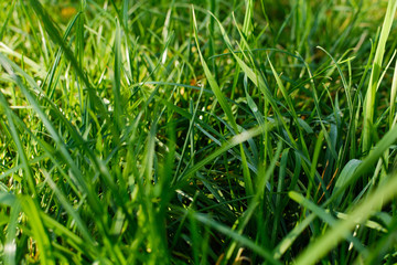 Grass with water drops in the sunlight
