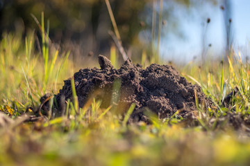 A molehill (mole-hill, mole mound) in the grass in the garden