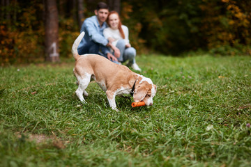 beagel having fun with toy in the park, blurrred background, family training pet outdoors