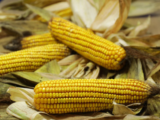 Mais raccolto e privato delle foglie