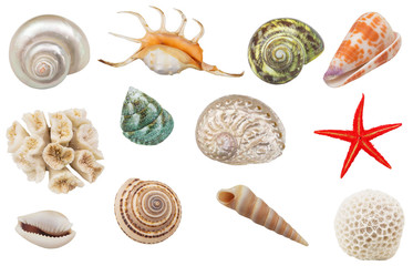 Assortment of seashells, coral and starfish  isolated on white background