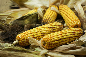 Pannocchie appena raccolte liberate dalle foglie