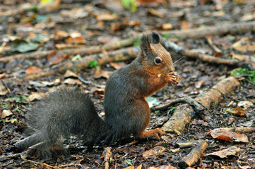 eichhörnchen1