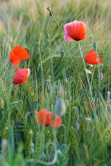 Obraz premium Klatschmohn in einem Getreidefeld