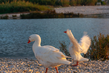 Obraz premium swans on the lake at sunrise 