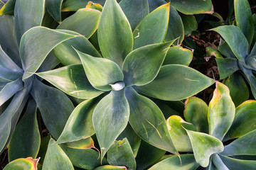 Obraz premium Cactus