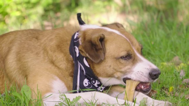 An orange dog lies on the grass and chews on a bone.