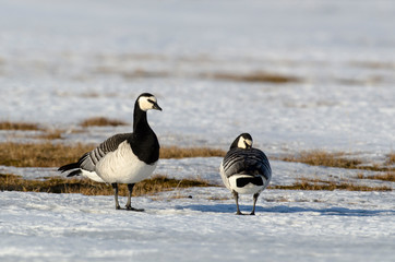Bernache nonnette, Branta leucopsis, Barnacle Goose, Norvège, Spitzberg, Svalbard