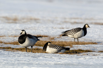 Bernache nonnette, Branta leucopsis, Barnacle Goose, Norvège, Spitzberg, Svalbard