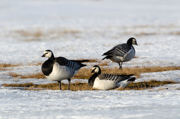 Bernache nonnette, Branta leucopsis, Barnacle Goose, Norvège, Spitzberg, Svalbard