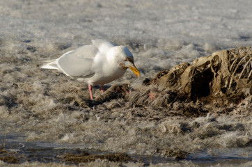 Goéland bourgmestre,.Larus hyperboreus, Glaucous Gull