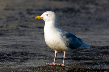 Goéland bourgmestre,.Larus hyperboreus, Glaucous Gull