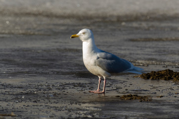 Goéland bourgmestre,.Larus hyperboreus, Glaucous Gull
