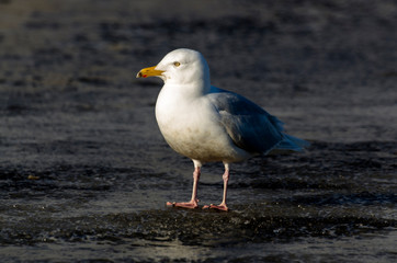 Goéland bourgmestre,.Larus hyperboreus, Glaucous Gull