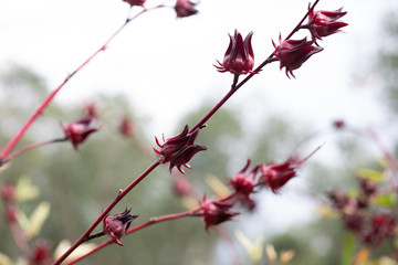 Roselle (Hibiscus sabdariffa) is a species of Hibiscus in nature.