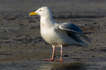 Goéland bourgmestre,.Larus hyperboreus, Glaucous Gull