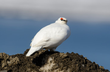 Lagopède alpin, male, .Lagopus muta, Rock Ptarmigan