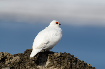 Lagopède alpin, male, .Lagopus muta, Rock Ptarmigan