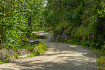 Curvy gravel road through a forest.