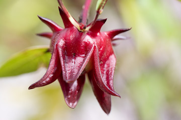 Roselle (Hibiscus sabdariffa) is a species of Hibiscus in nature.
