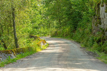 A gravel road through a forest.