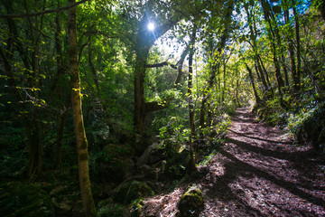 Herbstwald nahe Autore im Vallée de la Dordogne