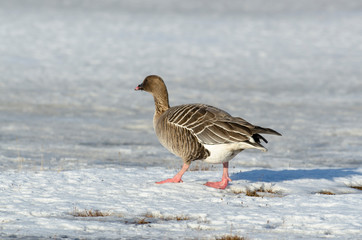 Oie à bec court, .Anser brachyrhynchus, Pink footed Goose, Spitzberg, Svalbard, Norvège