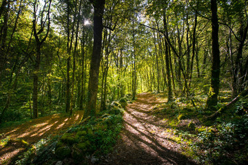 Herbstwald nahe Autore im Vallée de la Dordogne