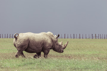 Fototapeta premium Rhino
