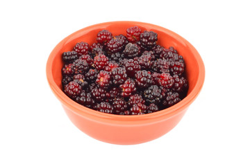 Blackberry (rubus) in bowl