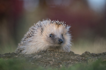 Awesome encounter in the woodland, the Hedgehog (Erinaceus europaeus)