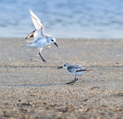 Fighting Sanderlings (Calidris alba) on the sand beach, Galveston, Texas