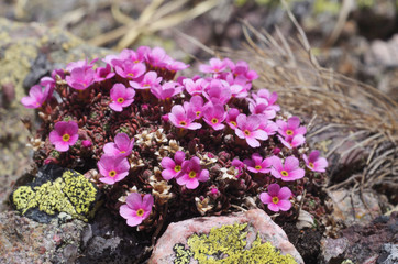 Androsace brevis ( rare alpine frower )