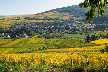 Fototapeta premium Weinberge im Elsass im Herbst