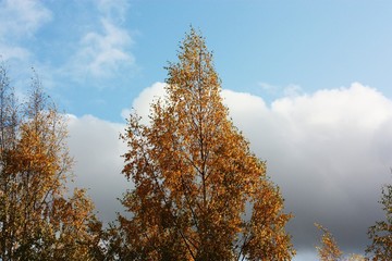 Fototapeta na wymiar Beautiful landscape autumn yellow trees and clouds
