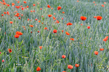 Klatschmohn im Weizenfeld