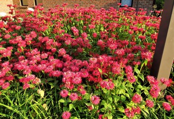 Bee balm in a garden