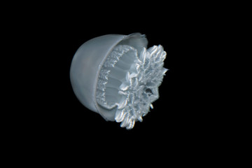 The cannonball jellyfish (Stomolophus meleagris)  isolated on the black background
