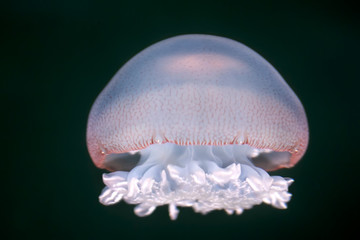 The cannonball jellyfish (Stomolophus meleagris)  isolated on the black background © Natalia Kuzmina
