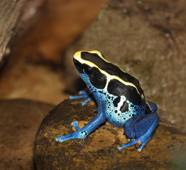 Dendrobates tinctorius, Dyeing Poison-arrow Frog on the rock