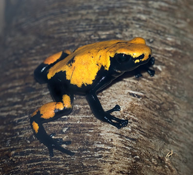 Black-legged Poison Dart Frog (Phyllobates bicolor)