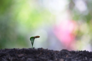 small little pumpkin plant growing with dark brown soil