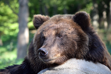 Fototapeta premium Portrait of Female Brown Bear Ursus Arctos Beringianus Lying on Stone
