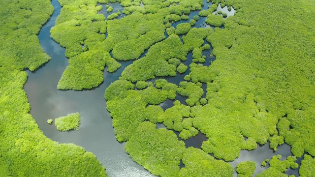 Mangroves with rivers in the Philippines. Tropical landscape with mangroves and islands. Coast of the island of Siargao.