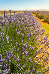 Naklejka premium Sunshine over a violet lavender field