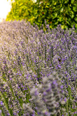 Obraz premium Sunshine over a violet lavender field