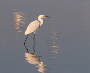 White morph of Reddish Egret (Egretta rufescens) fishing in the sunset light