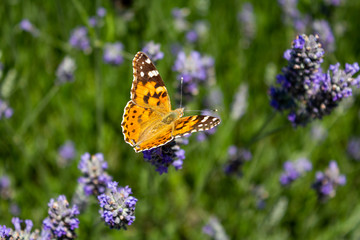 Fototapeta na wymiar Orange brown butterfly on lavender flower in a garden